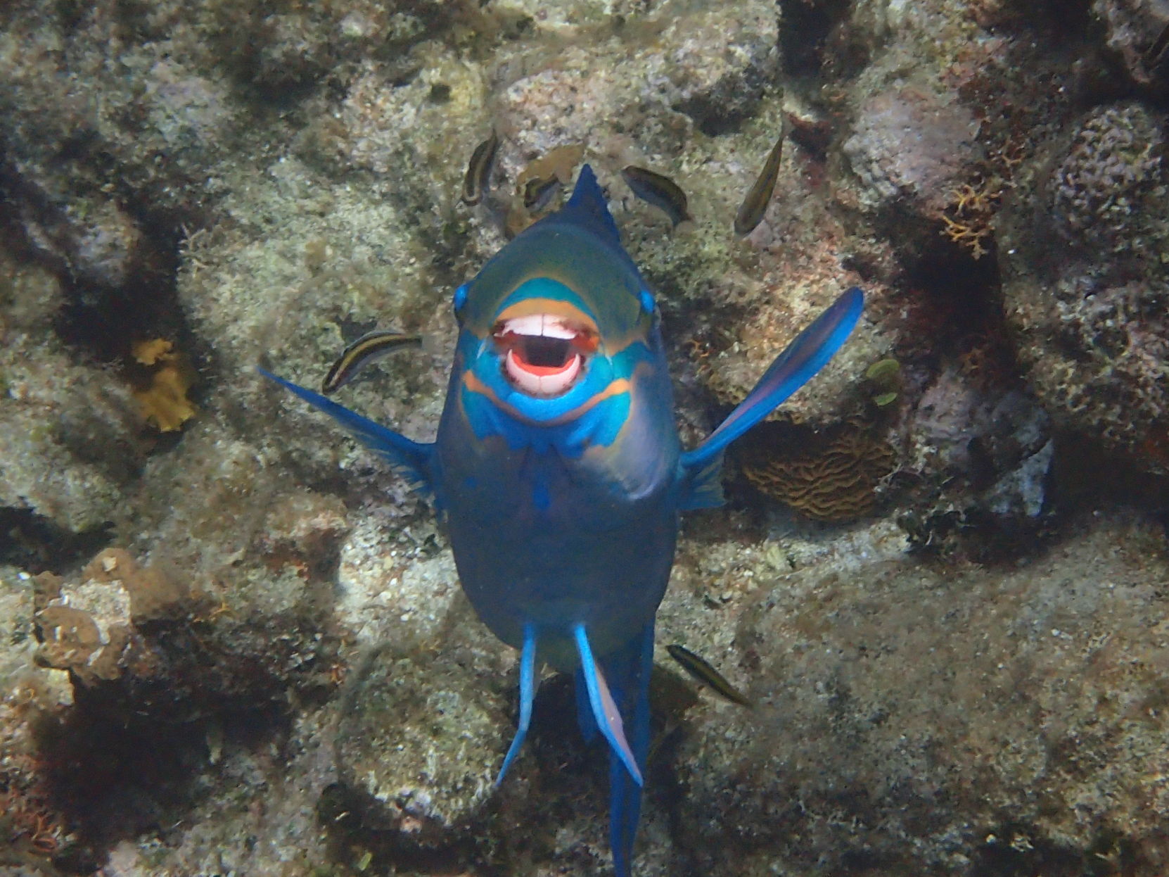 Parrotfish